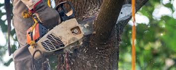 Best Hazardous Tree Removal  in Fulton, MS